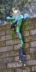 frog on wall by Tim Cotterill