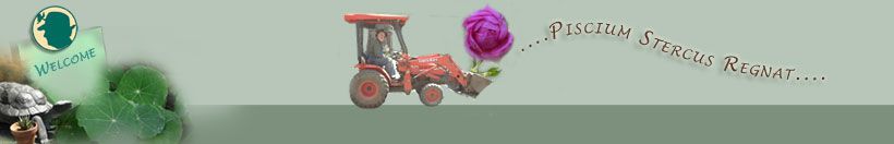 walter on tractor with rose